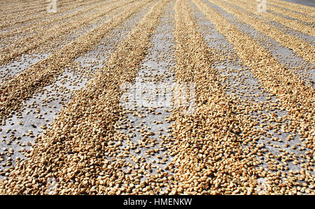 Il caffè crudo semi di fagiolo di essiccazione al sole Foto Stock