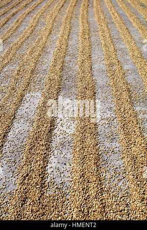 Il caffè crudo semi di essiccazione al sole Foto Stock