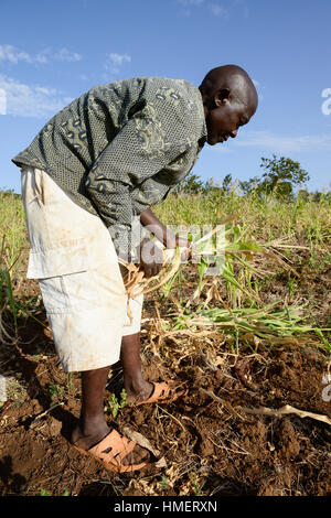 In Kenia, Monte Kenya orientale, regione sud Ngariama , estrema siccità a causa della mancanza di pioggia ha causato enormi problemi idrici, agricoltore a sradicare la sua essiccato fallito il raccolto di mais per alimentare il suo bestiame Foto Stock