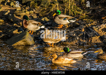 Gruppo di uccelli sul lungofiume, Ducks in River alla luce del sole del mattino, Lancashire, Inghilterra UK Foto Stock