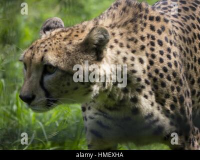 Close-up di ghepardo, Acinonyx jubatus, camminando attraverso l'erba Foto Stock