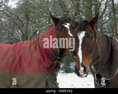 Warmblood cavalli purosangue e insieme in piedi nella neve indossando tappeti Foto Stock