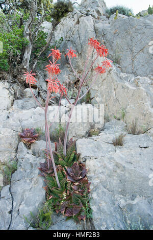 Aloe saponaria = A. maculata, Francia, Sentiers botaniques de Foncaude, un giardino nella gariga Foto Stock