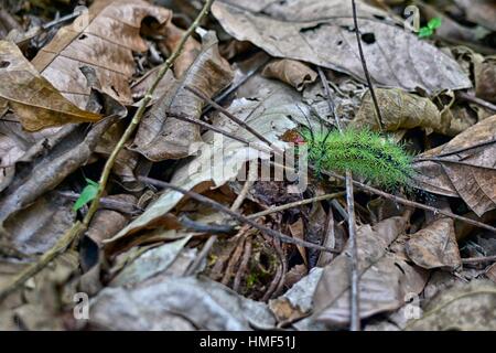 Caterpillar camminando sulle foglie secche Foto Stock