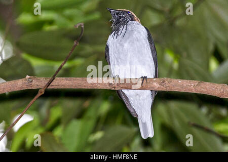 Barbuto bellbird (Procnias averano) noto anche come l'incudine-bird Asa Wright Riserva Naturale Trinidad Foto Stock