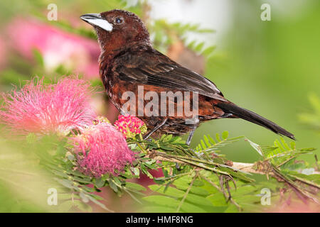 Argento-fatturati tanager (Ramphocelus carbo) Asa Wright Riserva Naturale di Trinidad & Tobago passerine passerine sulla polvere Puff (Calliandra inaequilatera) Foto Stock