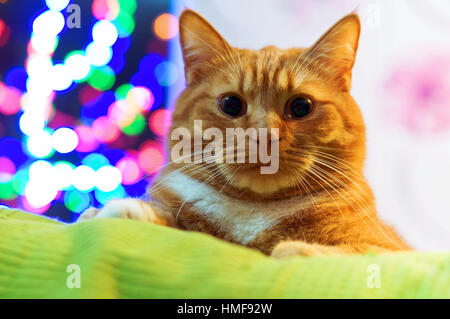 Cat spessa redhead home cerca Foto Stock