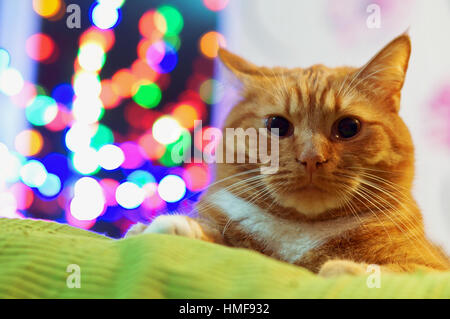 Cat spessa redhead home cerca Foto Stock