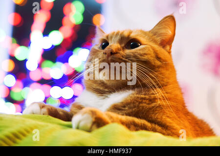 Cat spessa redhead home cerca Foto Stock