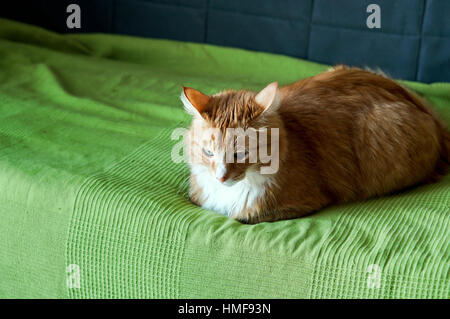 Cat spessa redhead home cerca Foto Stock