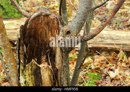 Vecchio rotto wet albero caduto nella foresta Foto Stock