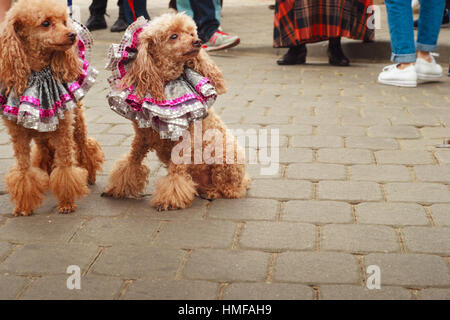 Tagliare due gatti vestito in abiti interessante sedersi sul marciapiede e look aside Foto Stock