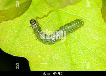 Trapezeule, Trapez-Eule, Mordraupeneule, Mordraupen-Eule, Raupe frisst un Eiche, Cosmia trapezina, Calymnia trapezina, Dun-bar, Caterpillar, Eulenfalt Foto Stock