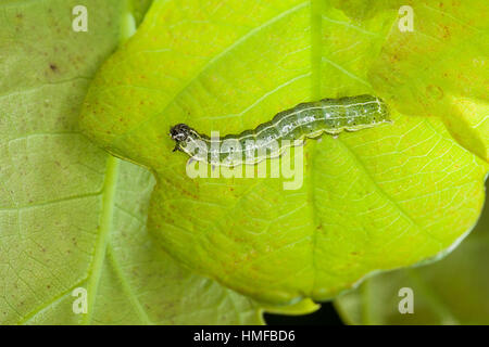 Trapezeule, Trapez-Eule, Mordraupeneule, Mordraupen-Eule, Raupe frisst un Eiche, Cosmia trapezina, Calymnia trapezina, Dun-bar, Caterpillar, Eulenfalt Foto Stock