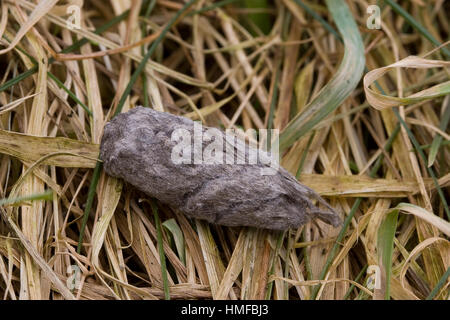 Turmfalke, Turm-Falke, Falke, Gewölle aus cadde, Haaren, Falco tinnunculus, gheppio, Faucon crécerelle Foto Stock