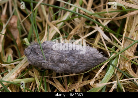 Turmfalke, Turm-Falke, Falke, Gewölle aus cadde, Haaren, Falco tinnunculus, gheppio, Faucon crécerelle Foto Stock