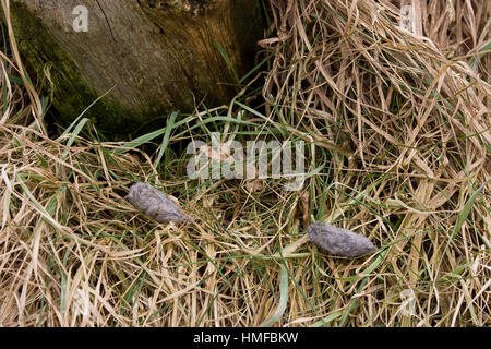 Turmfalke, Turm-Falke, Falke, Gewölle aus cadde, Haaren, Falco tinnunculus, gheppio, Faucon crécerelle Foto Stock