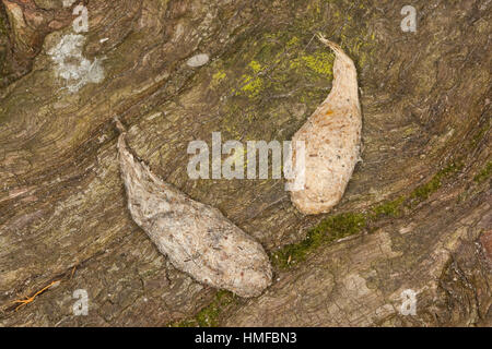 Turmfalke, Turm-Falke, Falke, Gewölle aus cadde, Haaren, Falco tinnunculus, gheppio, Faucon crécerelle Foto Stock