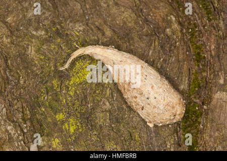 Turmfalke, Turm-Falke, Falke, Gewölle aus cadde, Haaren, Falco tinnunculus, gheppio, Faucon crécerelle Foto Stock