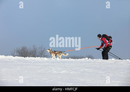 I fondisti. Sciatore su sci tirato da un cane su un paesaggio innevato Foto Stock