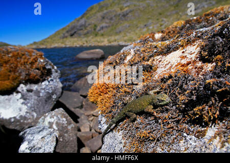 Verde lucertola spinosa (Sceloporus malachiticus), il lago di Chirripó, Chirripó National Park, Costa Rica Foto Stock