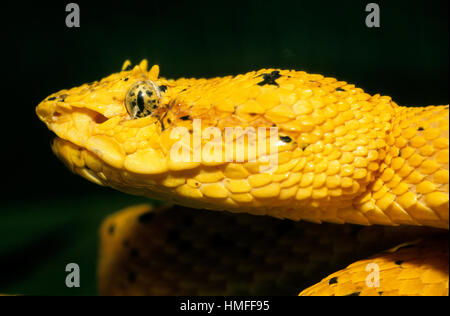 Tintura ciglia viper (Bothriechis schlegelii). Loreal pit tra narice e occhio, Costa Rica Foto Stock