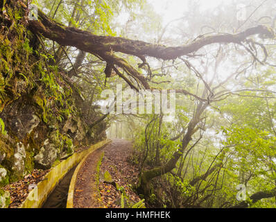 Vista la Levada da Serra do Faial sulla parte da Ribeiro Frio a Portela, Madeira, Portogallo Foto Stock
