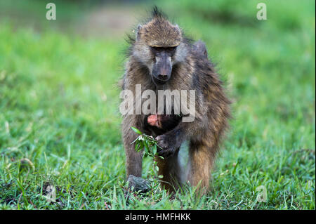 Chacma baboon (Papio hamadryas ursinus), Chobe National Park, Botswana Foto Stock