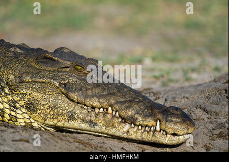 Un coccodrillo del Nilo (Crocodylus niloticus) su una riva di un fiume, Chobe National Park, Botswana Foto Stock