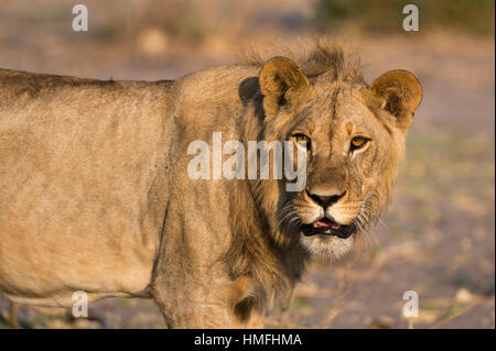Ritratto di un leone (Panthera leo), Savuti marsh, Chobe National Park, Botswana Foto Stock