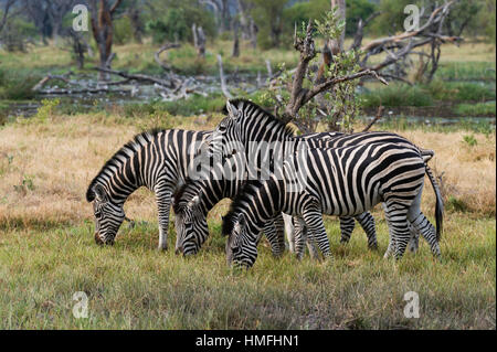 La Burchell zebra (Equus burchellii), Khwai concessione, Okavango Delta, Botswana Foto Stock