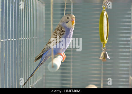 Indigo Budgerigar parrot nella sua gabbia Foto Stock