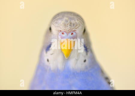 Testa di Indigo Budgerigar parrot Foto Stock