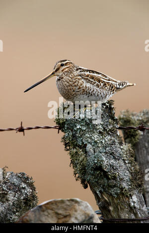 Beccaccino Gallinago gallinago maschio appollaiato su un posto nei pressi del nido che è sul terreno al di sotto di Foto Stock