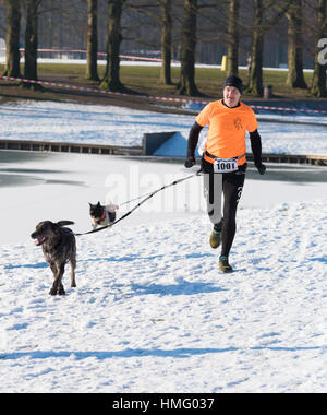 OLDENZAAL, Paesi Bassi - 22 gennaio 2017: Sconosciuto uomo canicross in esecuzione in una neve bianco paesaggio. Foto Stock