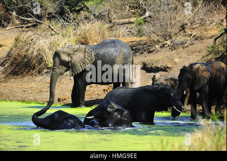 Una mandria di elefanti godendo un bagno al fiume Sweni nel calore del giorno, parco nazionale Kruger, Sud Africa Foto Stock