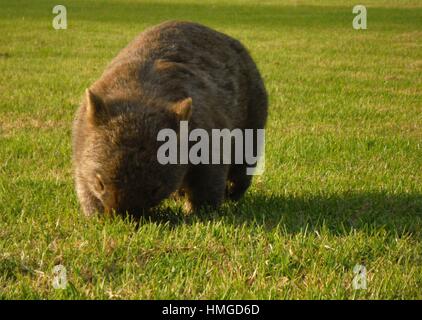 Generalmente notturna wombat mangiare erba nel tardo pomeriggio sun Foto Stock
