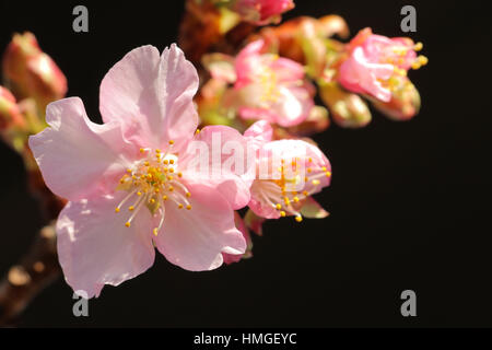 Japanese cherry blossom close up Foto Stock