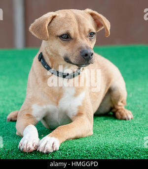 Piccola tana dolce e chihuahua bianca che giace giù su tappeto verde posto davanti macchina fotografica con i piedi insieme e collare stampa zampa nera Foto Stock