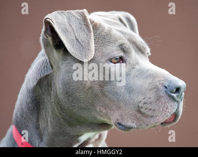 Stordimento bello bello grigio argento pit bull terrier cane con collare rosso Foto Stock