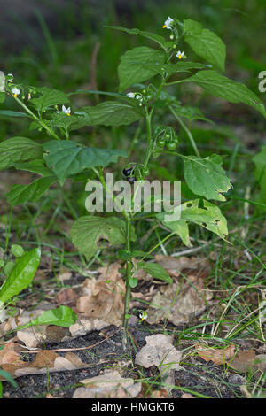 Schwarzer Nachtschatten, Solanum nigrum, erba morella, comune Nightshade Foto Stock