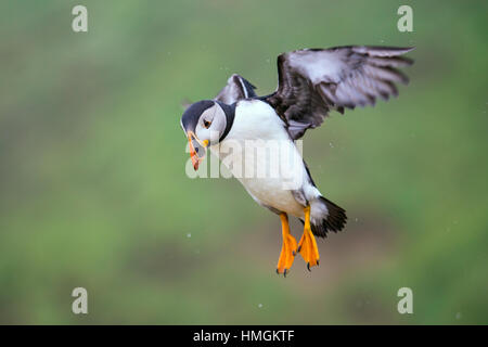 Atlantic Puffin (Fratercula arctica) in volo sopra la prateria Foto Stock