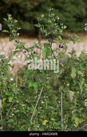 Schwarzer Nachtschatten, Blüten und Früchte, Solanum nigrum, erba morella, comune Nightshade Foto Stock