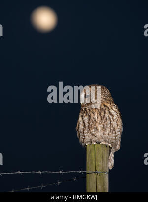 Giovane Maschio Allocco (Strix aluco) appollaiate su un palo da recinzione con una luna piena visibili nel cielo Foto Stock