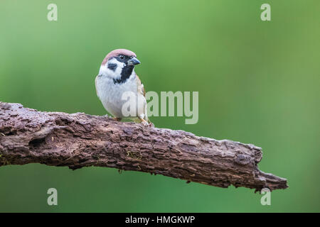 Maschio adulto Eurasian Tree Sparrow (Passer montanus) appollaiate su un ramo Foto Stock