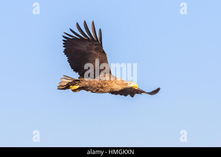Adulto bianco-tailed Eagle (Haliaeetus albicilla) in volo Foto Stock