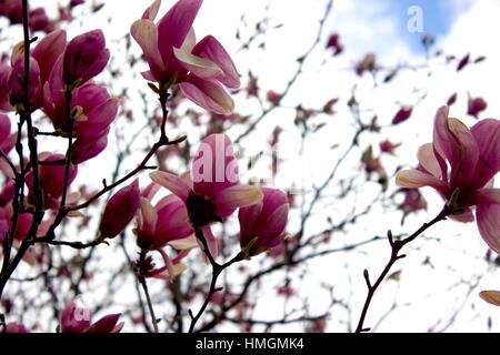 Vivere la vita sulla Wildside Foto Stock