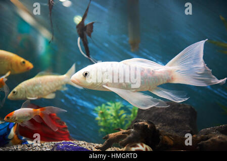 Pesce bianco nel blu colorato acquario con altri pesci Foto Stock