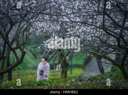 Hangzhou, cinese della Provincia di Zhejiang. 4 febbraio, 2017. Vista persone fiori di susina di Chaoshan Punto Panoramico di Hangzhou, a est della capitale cinese della Provincia di Zhejiang, Febbraio 4, 2017. Credito: Xu Yu/Xinhua/Alamy Live News Foto Stock