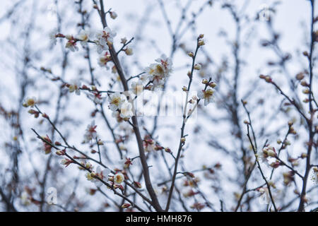 Hangzhou, cinese della Provincia di Zhejiang. 4 febbraio, 2017. Fiori di susina sono visibili in Chaoshan Punto Panoramico di Hangzhou, a est della capitale cinese della Provincia di Zhejiang, Febbraio 4, 2017. Credito: Xu Yu/Xinhua/Alamy Live News Foto Stock